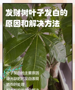 发财树白粉病的防治,识别早期症状,掌握有效方法 发财树白粉病的防治,识别早期症状,掌握有效方法