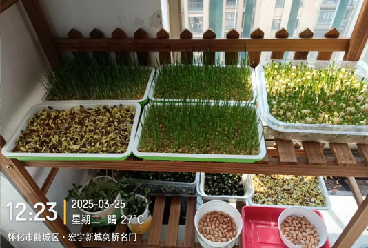 无土栽培芽苗菜,操作简单易上手,家庭种植好选择 无土栽培芽苗菜,操作简单易上手,家庭种植好选择