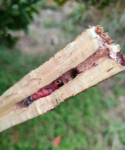 白蜡树钻心虫防治,识别虫害特征,掌握有效方法 白蜡树钻心虫防治,识别虫害特征,掌握有效方法