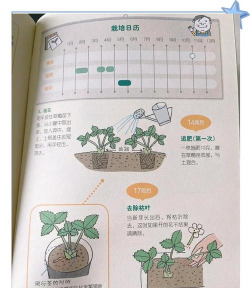 草莓怎样栽培,选对品种,轻松上手 草莓怎样栽培,选对品种,轻松上手