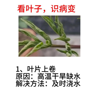 牡丹树移栽后病虫害防治,常见问题解析,实用应对技巧 牡丹树移栽后病虫害防治,常见问题解析,实用应对技巧