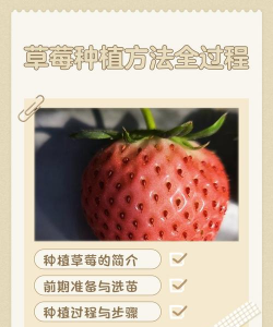 怎样栽培草莓,掌握关键步骤,收获甜美果实 怎样栽培草莓,掌握关键步骤,收获甜美果实