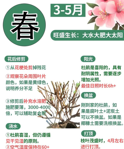 新买的杜鹃花怎么养,快速适应环境,开花更长久 新买的杜鹃花怎么养,快速适应环境,开花更长久