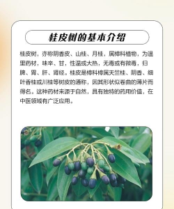 桂皮树生虫怎么防治好,常见虫害识别,有效防治方法 桂皮树生虫怎么防治好,常见虫害识别,有效防治方法