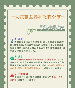 大花惠兰家庭怎么养,掌握关键技巧,轻松养出好状态 大花惠兰家庭怎么养,掌握关键技巧,轻松养出好状态