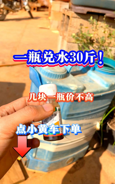 枇杷树白蚧壳虫防治视频,识别虫害特征,掌握防治时机 枇杷树白蚧壳虫防治视频,识别虫害特征,掌握防治时机