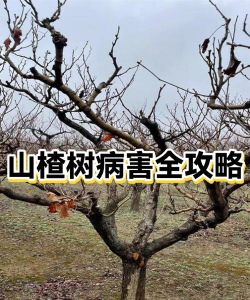 水果山楂树白粉病防治,识别早期症状,掌握有效方法 水果山楂树白粉病防治,识别早期症状,掌握有效方法