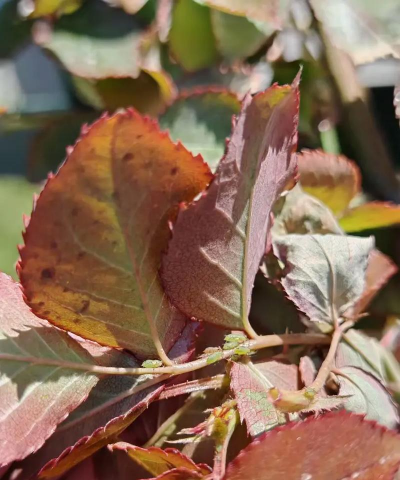 栾树蚜虫的生物防治方法,减少农药使用,保护生态环境 栾树蚜虫的生物防治方法,减少农药使用,保护生态环境