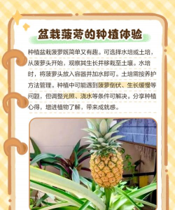 波萝顶花怎么养,简单几步,轻松变盆栽 波萝顶花怎么养,简单几步,轻松变盆栽