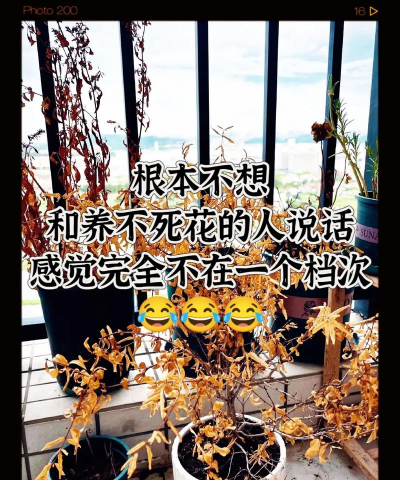 养的花死了怎么发说说,表达心情,分享感悟 养的花死了怎么发说说,表达心情,分享感悟