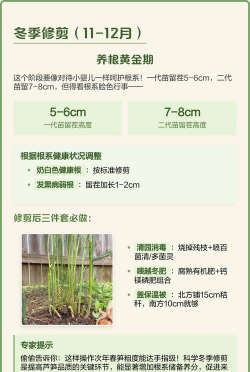 芦笋的栽培,掌握关键步骤,轻松收获美味 芦笋的栽培,掌握关键步骤,轻松收获美味