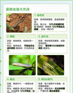 玉米树怎么防治病虫害,常见问题解析,实用方法分享 玉米树怎么防治病虫害,常见问题解析,实用方法分享