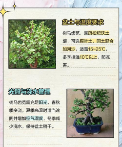 树马齿苋花怎么养,掌握关键技巧,轻松爆盆开花 树马齿苋花怎么养,掌握关键技巧,轻松爆盆开花