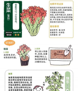 生菜栽培技术,轻松上手,家庭种植指南 生菜栽培技术,轻松上手,家庭种植指南