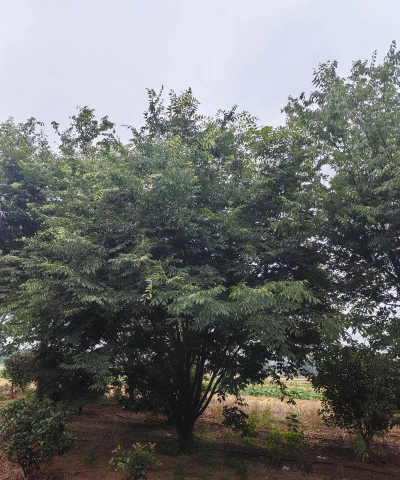 榉树日常病虫害与防治,识别常见问题,掌握应对方法 榉树日常病虫害与防治,识别常见问题,掌握应对方法