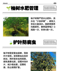 柚树春季病虫害防治知识,识别常见问题,掌握应对方法 柚树春季病虫害防治知识,识别常见问题,掌握应对方法