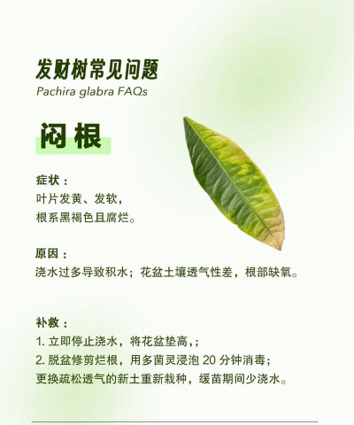 发财树缩叶病怎样防治,找准病因,对症下药 发财树缩叶病怎样防治,找准病因,对症下药