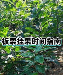 板栗树5月份病虫防治,关键措施,实用方法 板栗树5月份病虫防治,关键措施,实用方法