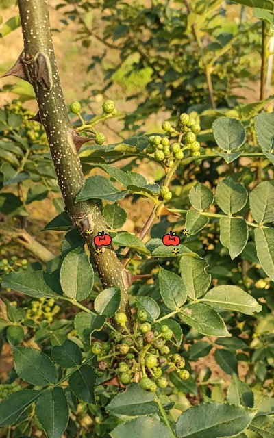 花椒树秋冬季病虫害防治,识别常见问题,掌握关键方法 花椒树秋冬季病虫害防治,识别常见问题,掌握关键方法