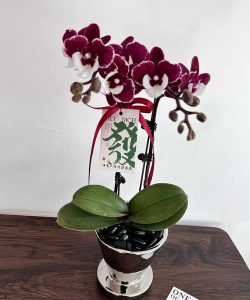 景上添花的植物怎么养,掌握关键技巧,轻松提升观赏效果 景上添花的植物怎么养,掌握关键技巧,轻松提升观赏效果