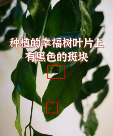 幸福树的黑斑病怎么防治,识别早期症状,掌握有效方法 幸福树的黑斑病怎么防治,识别早期症状,掌握有效方法