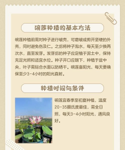 荷花栽培技术,掌握关键步骤,轻松打造美丽池塘 荷花栽培技术,掌握关键步骤,轻松打造美丽池塘