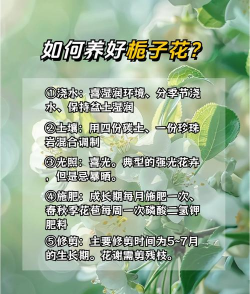 栀子花怎么养才长得好,新手入门指南,轻松掌握养护技巧 栀子花怎么养才长得好,新手入门指南,轻松掌握养护技巧