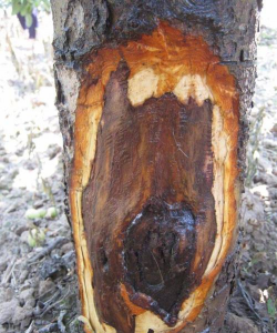 树分泌的激素防治病虫害,了解天然机制,掌握应用方法 树分泌的激素防治病虫害,了解天然机制,掌握应用方法