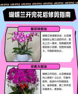 蝴蝶兰开完花后怎么养,修剪花梗技巧,延长花期方法 蝴蝶兰开完花后怎么养,修剪花梗技巧,延长花期方法