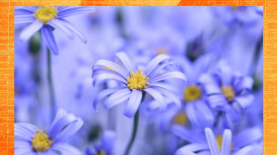 蓝色玛格丽特花怎么养,掌握浇水技巧,轻松爆盆开花 蓝色玛格丽特花怎么养,掌握浇水技巧,轻松爆盆开花