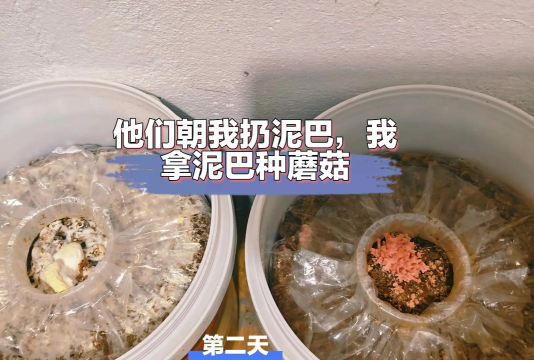 neo菇菇栽培,新手入门指南,轻松上手技巧 neo菇菇栽培,新手入门指南,轻松上手技巧