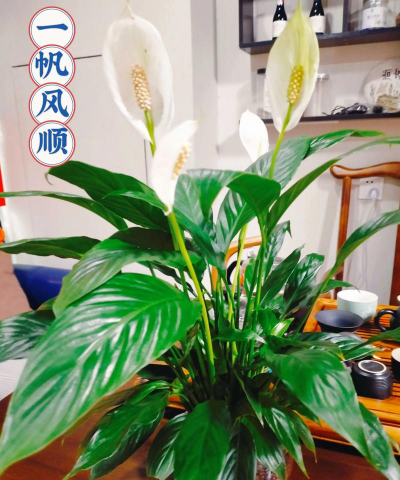 一帆风顺的花怎么养,掌握关键技巧,轻松养出好状态 一帆风顺的花怎么养,掌握关键技巧,轻松养出好状态