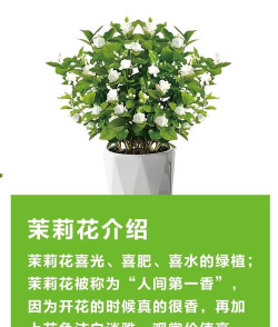 植物栽培与养护,新手入门指南,轻松掌握要点 植物栽培与养护,新手入门指南,轻松掌握要点