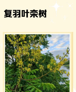 复羽叶栾树病虫害防治,识别常见问题,掌握应对方法 复羽叶栾树病虫害防治,识别常见问题,掌握应对方法