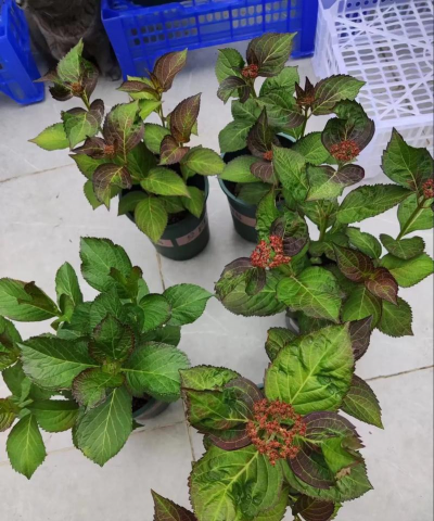 塞布丽娜绣球花怎么养,掌握关键技巧,轻松爆花 塞布丽娜绣球花怎么养,掌握关键技巧,轻松爆花