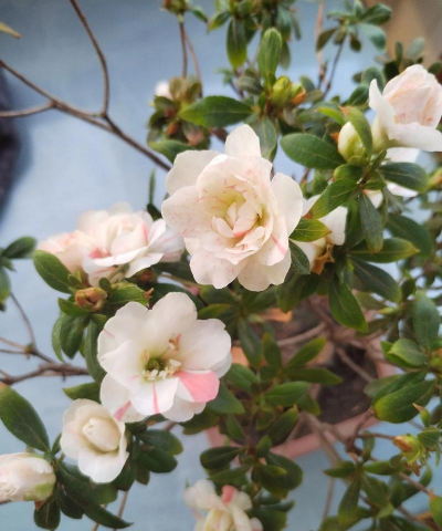 五宝绿珠杜鹃花怎么养,掌握关键技巧,轻松养出好状态 五宝绿珠杜鹃花怎么养,掌握关键技巧,轻松养出好状态