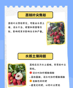 树的枯萎病的症状及防治,识别早期迹象,掌握有效方法 树的枯萎病的症状及防治,识别早期迹象,掌握有效方法