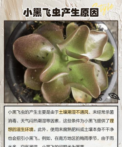 养的花有小飞虫怎么办,快速消灭方法,预防再次出现 养的花有小飞虫怎么办,快速消灭方法,预防再次出现