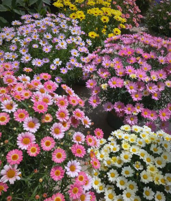 玛格丽特花怎么养暴盆,掌握关键技巧,轻松实现花团锦簇 玛格丽特花怎么养暴盆,掌握关键技巧,轻松实现花团锦簇