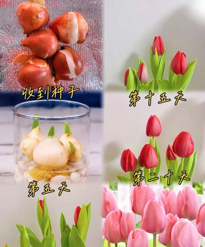 郁金香的栽培,选对时间,轻松上手 郁金香的栽培,选对时间,轻松上手