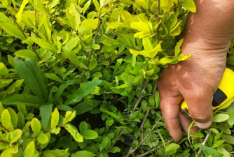 大叶女贞树的病虫害防治,常见问题解析,实用应对方法 大叶女贞树的病虫害防治,常见问题解析,实用应对方法