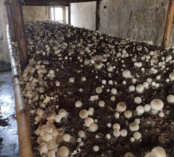 草菇栽培技术,掌握关键步骤,轻松实现高产 草菇栽培技术,掌握关键步骤,轻松实现高产