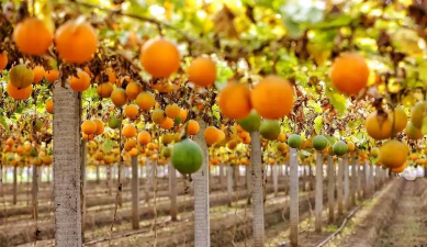 瓜蒌栽培技术,选对品种,掌握关键步骤 瓜蒌栽培技术,选对品种,掌握关键步骤