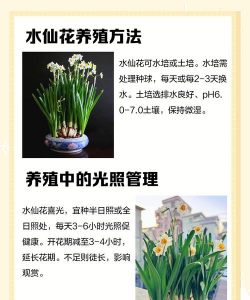 仙子花怎么养,新手入门指南,轻松掌握养护技巧 仙子花怎么养,新手入门指南,轻松掌握养护技巧
