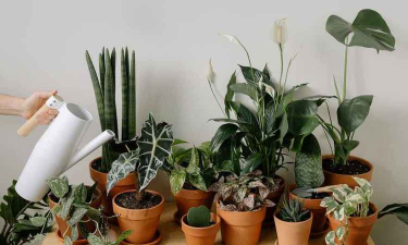 高温花怎么养,掌握浇水技巧,轻松应对炎热天气 高温花怎么养,掌握浇水技巧,轻松应对炎热天气