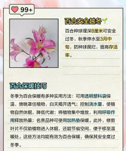 花怎么养冬天,防冻保暖技巧,轻松过冬指南 花怎么养冬天,防冻保暖技巧,轻松过冬指南