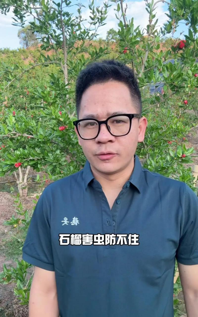四月石榴树病虫害防治,识别常见问题,掌握应对方法 四月石榴树病虫害防治,识别常见问题,掌握应对方法