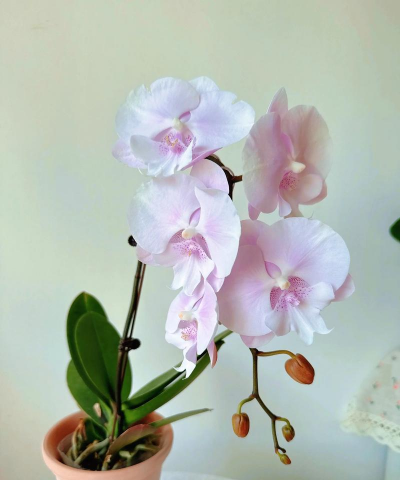 粉蝶花怎么养,掌握关键技巧,轻松爆盆开花 粉蝶花怎么养,掌握关键技巧,轻松爆盆开花