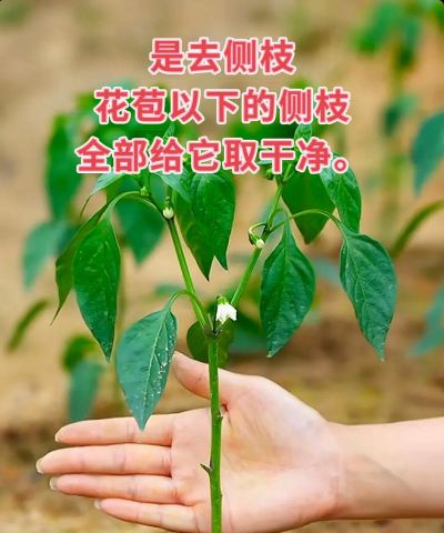 辣椒的栽培技术,掌握关键步骤,轻松收获果实 辣椒的栽培技术,掌握关键步骤,轻松收获果实