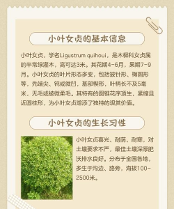 女贞树防治,常见问题解析,实用方法分享 女贞树防治,常见问题解析,实用方法分享